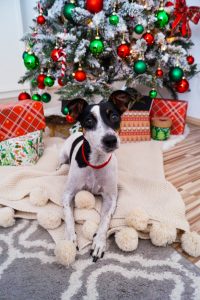 christmas, gift guide, doglover, gift guide for the dog, x-mas, gifts, gift giving, christmas tree, cute dog